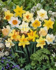 Daffodil Super Mixed